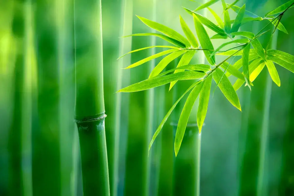 is bamboo fabric truly eco friendly?